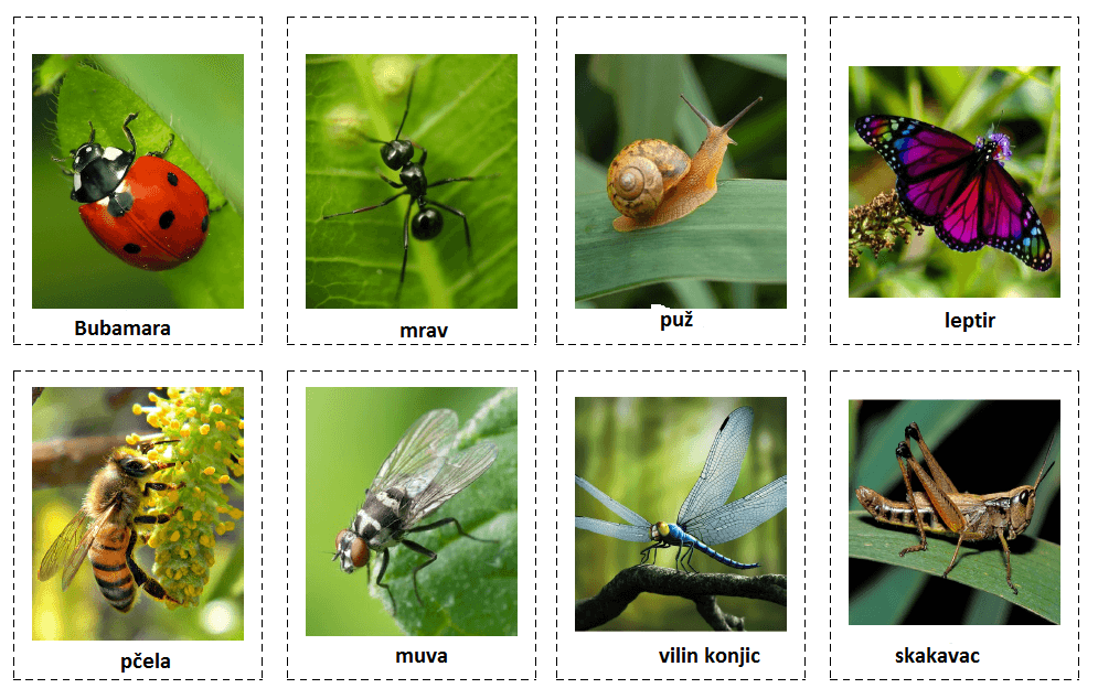 Insekti (insects)
